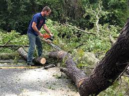 Best Tree and Shrub Care  in Alexandria, VA